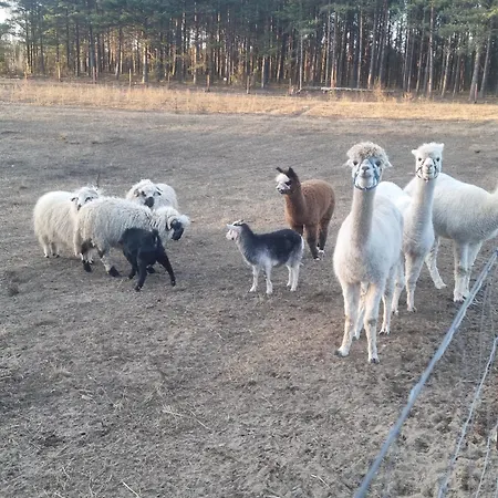 Z Tarasem * Swornegacie